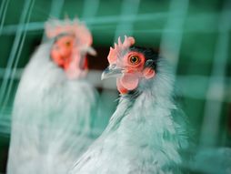 kokoške, farma, Ptičiji grip na farmi peradi u Tahovskoj regiji