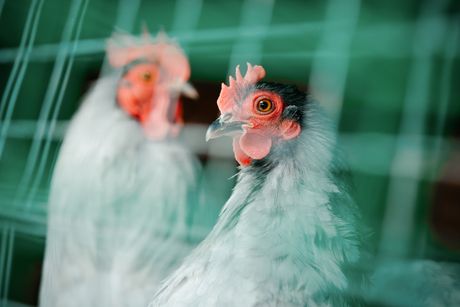 kokoške, farma, Ptičiji grip na farmi peradi u Tahovskoj regiji