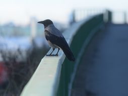 Vremenska prognoza, lepo sunčano vreme, sunčan dan