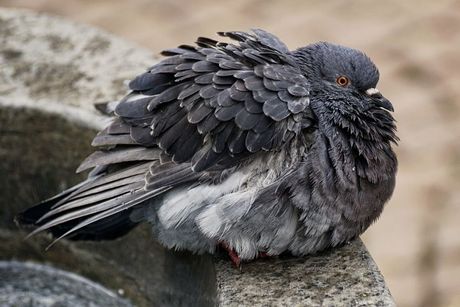 Uobičajene bolesti golubova