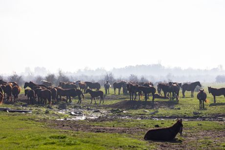 Moja Jela Zasavica Jelena Knežević