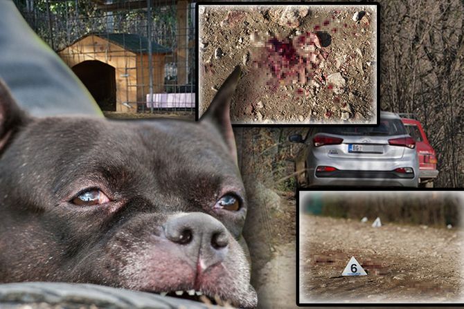 Kosmaj psi izujedali čoveka napad pas staford Kosmaj psi izujedali čoveka napad pas staford