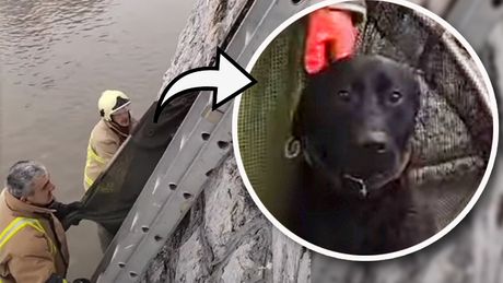 Pas Sarajevo Miljacka Vatrogasci reka spašavanje akcija spasavanja