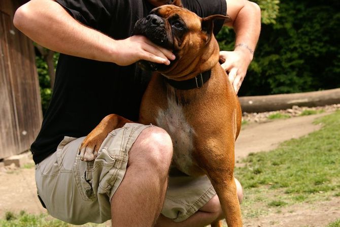 Najujedljivije rase pasa