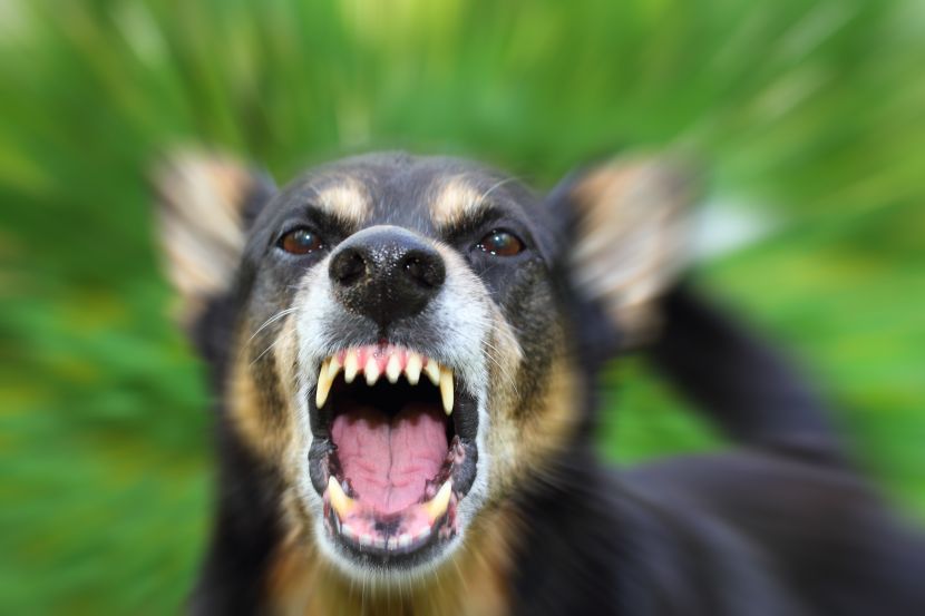 Dog attacked a girl, dragged her on the floor, people passed BY NO PROBLEM: DISTURBING VIDEO FROM SERBIA IS CIRCULATING ONLINE