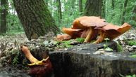 U Valjevu zabeležena prva trovanja gljivama: Oglasili se stručnjaci i uputili apel