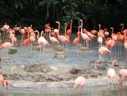 Park ptica Jurong, Singapur