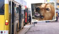 Napadnut vozač autobusa na Mirijevu: Rekao putniku da pas ne može da se vozi, a on ga udario u glavu