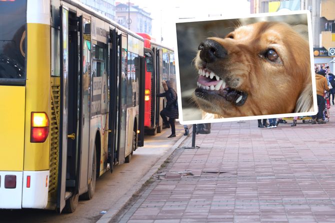Pas u autobusu Niš Pas u autobusu Niš