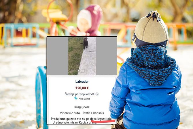 Pas labrador Pas labrador