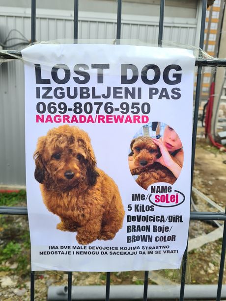 Nestao pas, Beograd na vodi