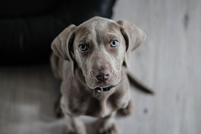 Kućni ljubimci i male boginje