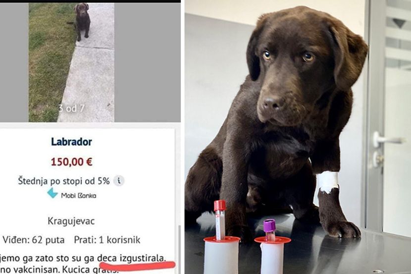 iz koje zemlje je pas labrador