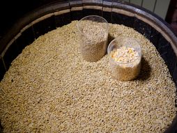 Marija Kilibarda, Muzej viskija