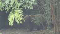 Nema odmora za medvede na Tari, po njima je već stiglo proleće: Na svakih 10 dana izlaze iz brloga i šetaju se