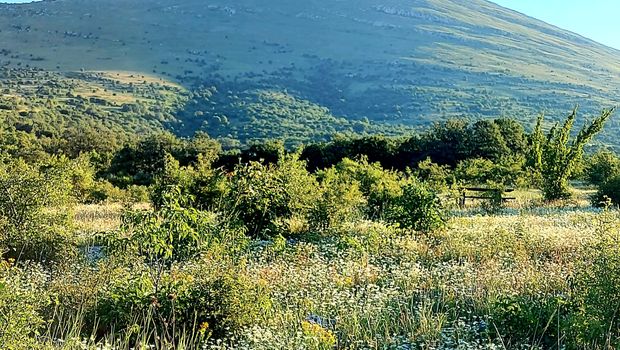 Manifestacija Biljober, planina Rtanj