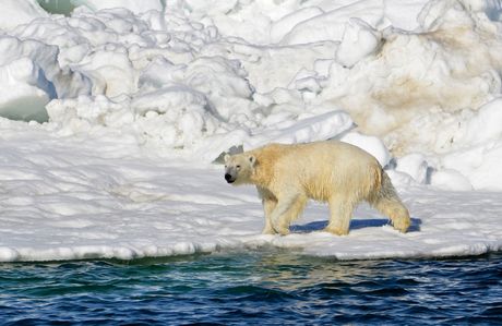 Polarni medved, Aljaska