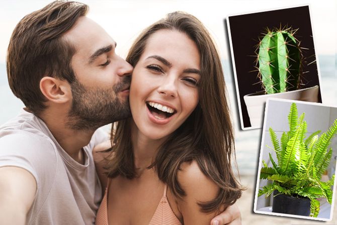 paprat kaktus par paprat kaktus par