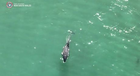 Ajkula delfin napad Sidnej