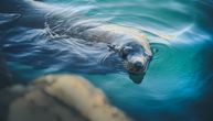 Lepe vesti sa Korčule: Sredozemna medvedica ponovo viđena u Jadranskom moru