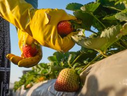 Egipat farmeri jagode