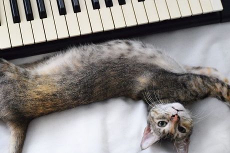 Mačke i muzika Mačke i muzika