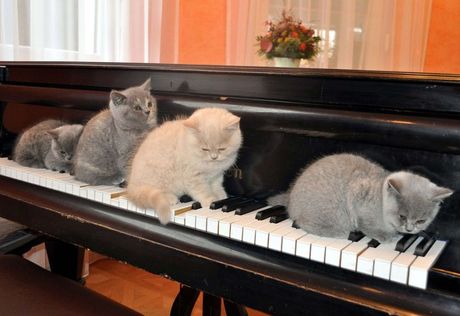 Mačke i muzika