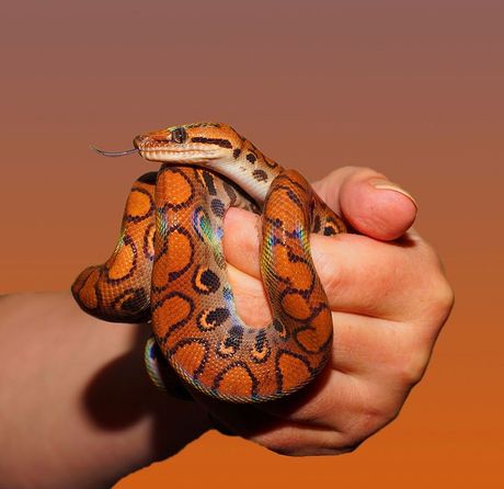 Mitovi i zablude o zmijama