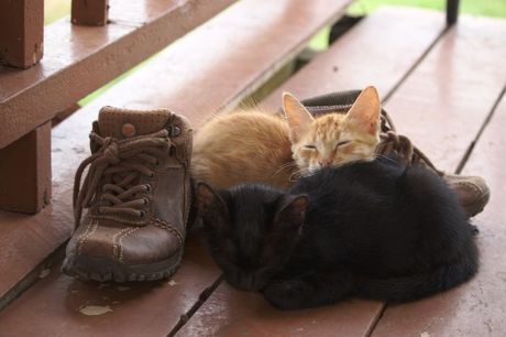 Zašto mačke vole vlasnikove cipele