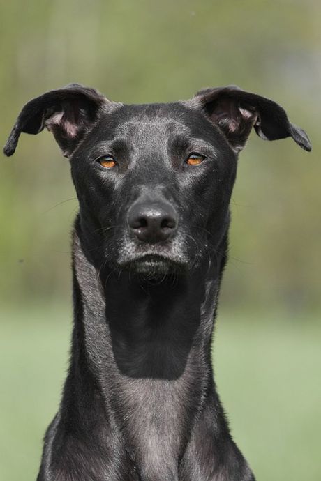 Galgo, španski hrt