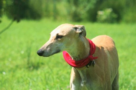 Galgo, španski hrt