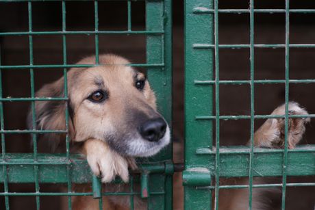 Azil prihvatilište za pse pas dog shelter