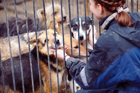 Azil prihvatilište za pse pas dog shelter