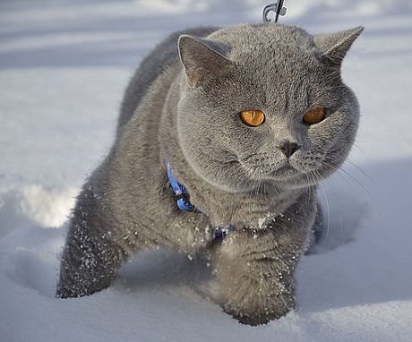 Mačka i sneg