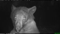 Medved iz Kolorada napravio 400 selfija na kameri za divlje životinje