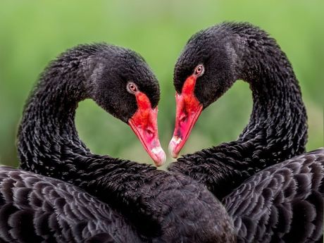 Crni labud i ptičiji grip
