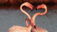 Izgleda kao prelepi ples ružičastih flamingosa: Ne dajte da vas zavara, to se mužjaci tuku oko dominacije