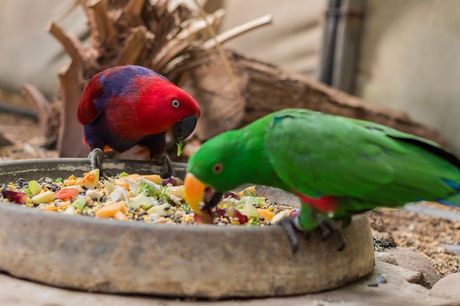 Povrće u ishrani ptice kućnog ljubimca