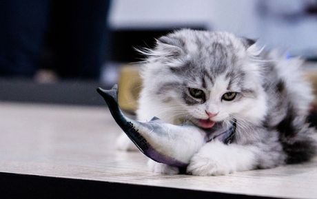 Zašto mačke vole ribu