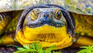 Prva kornjača sa „bočnim vratom“ otkrivena u Ujedinjenom Kraljevstvu