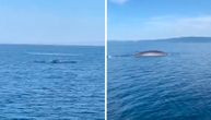 Ogromna životinja snimljena u Jadranskom moru: Sve je objavljeno, pogledajte
