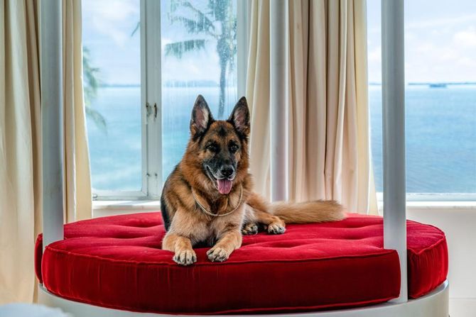 Ganter, Gunther VI, najbogatiji pas na svetu Ganter, Gunther VI, najbogatiji pas na svetu