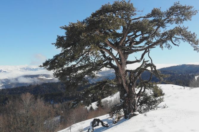 sveti bor, kamena gora