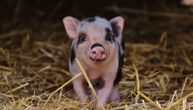Afrička kuga registrovana u okolini Bijeljine: Na farmi sa blizu 1.000 svinja