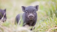 Ubijeno je više od 3.000 svinja: Šest stvari koji možete da uradite da sprečite zarazu