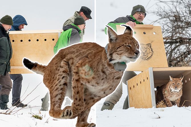 Ris Rista puštanje risa Ris Rista puštanje risa