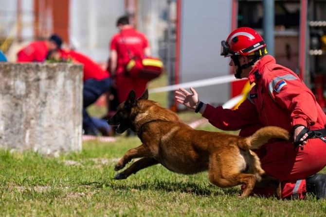 Zigi pas koji odlazi u Tursku