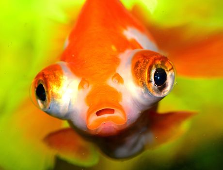 Zlatna ribica velike oči
