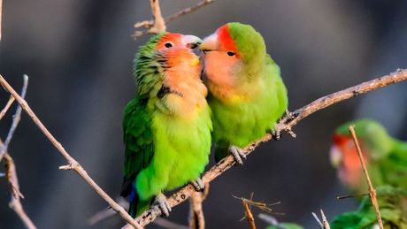 Ljubavne ptice