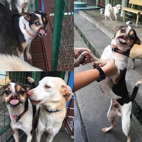 Wacku , Vaku pas Wacku , Vaku pas